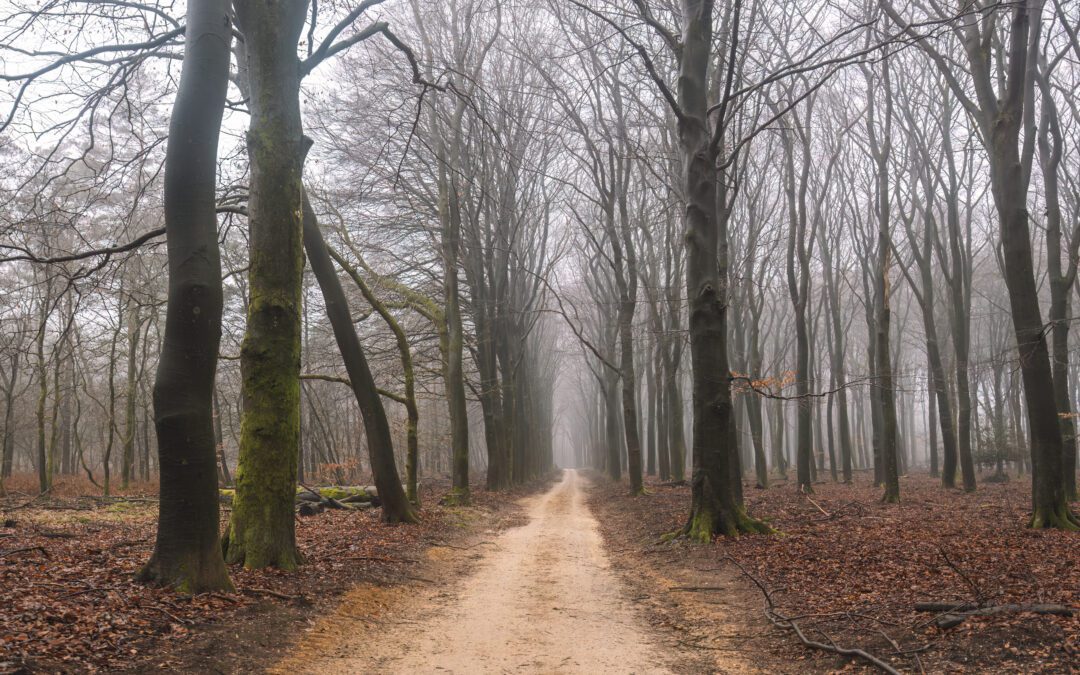 Komootroute Speulderbos