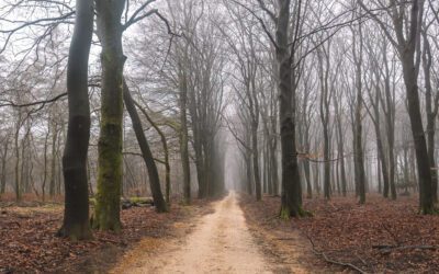 Komootroute door het Speulderbos