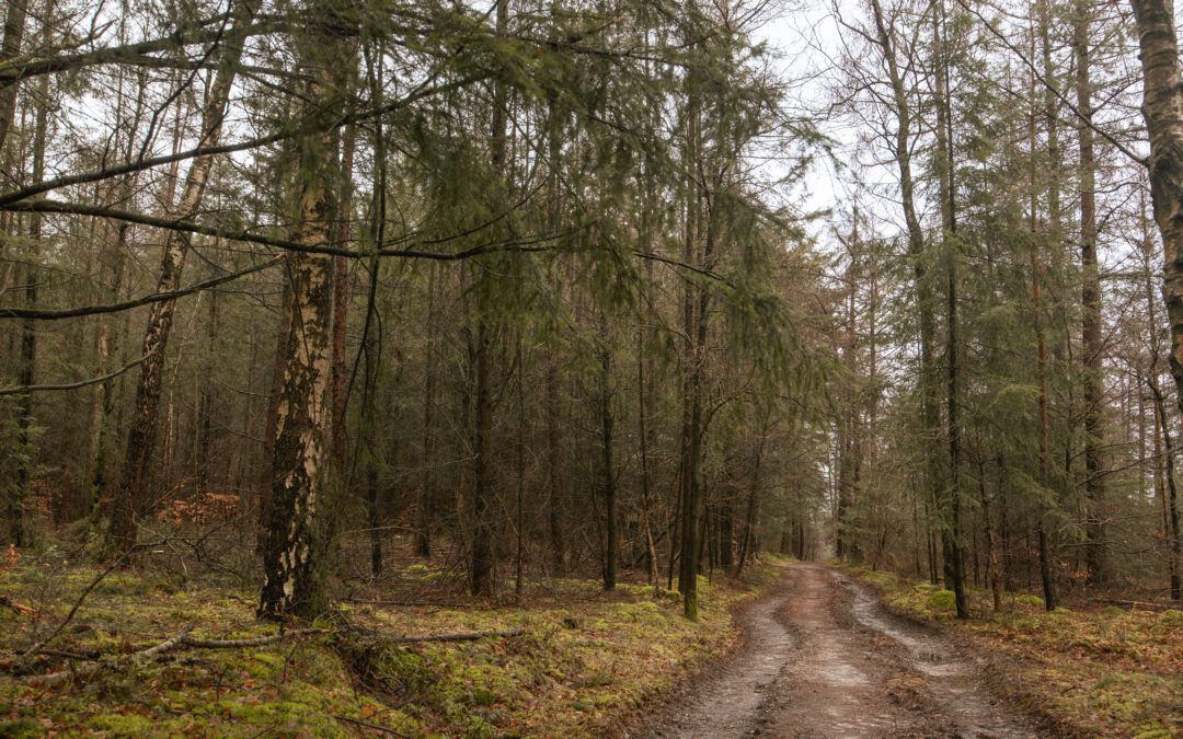 Kort & Prachtig Amerongse Bos