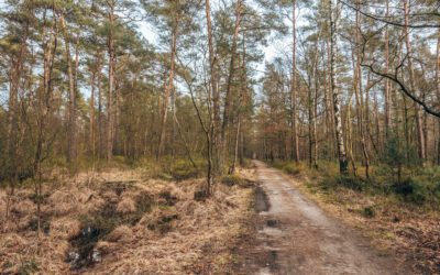 Wandelroute Rollekoot over Kroondomein het Loo