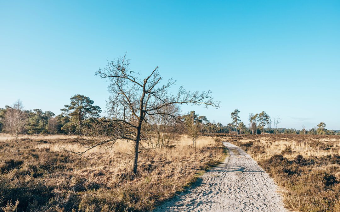 Komootroute Kriekelareduinen (Kalmthoutse Heide)