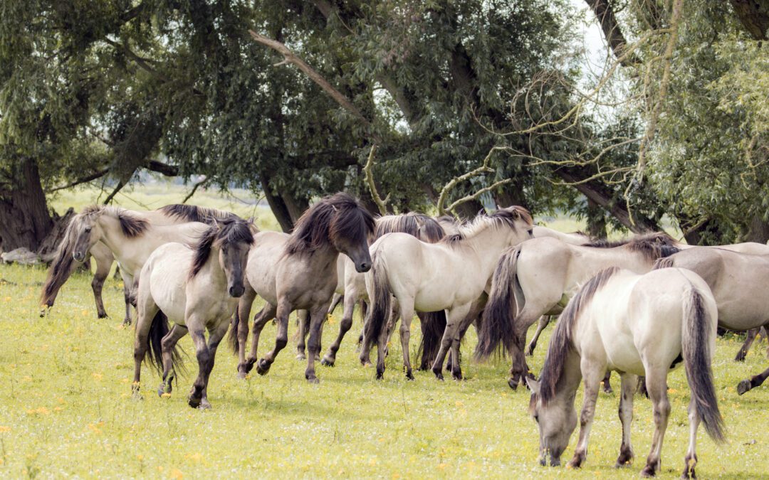 15x wandelen tussen grote grazers