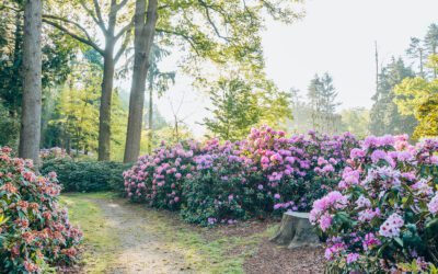 Roots Natuurommetje Landgoed Gooilust