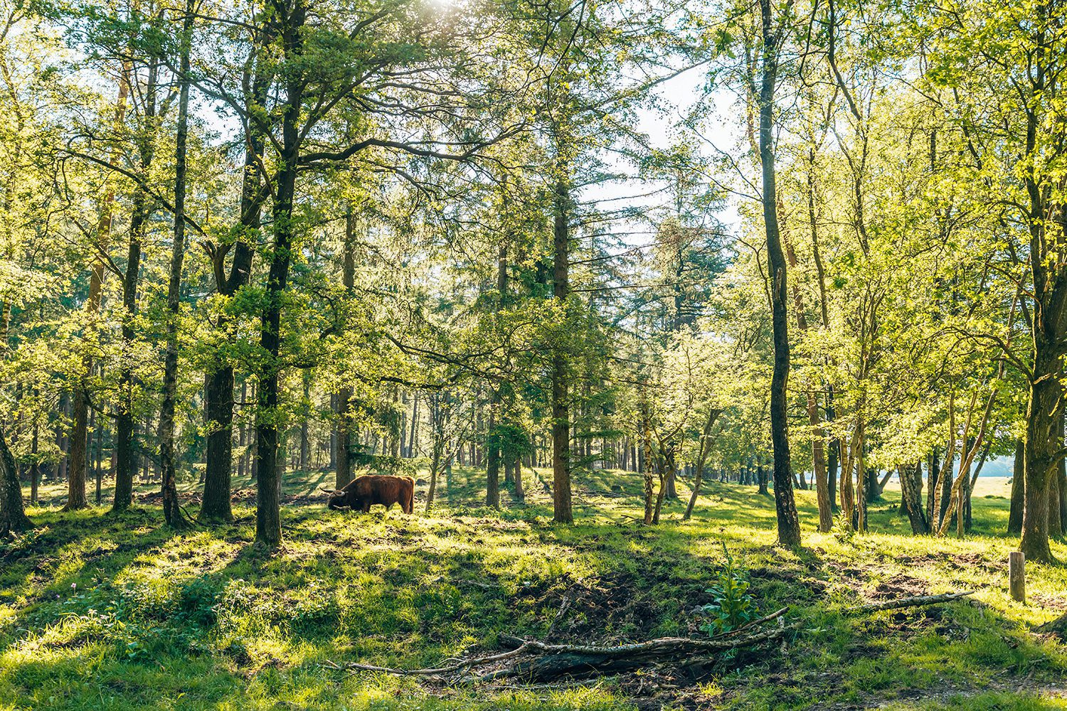 veluwse rondje groenendaal