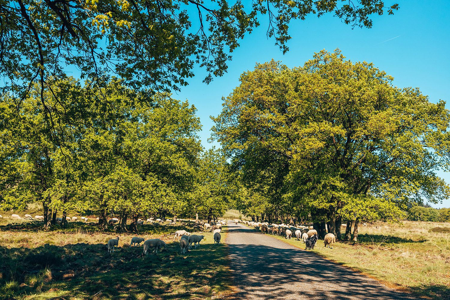 veluwse rondje groenendaal