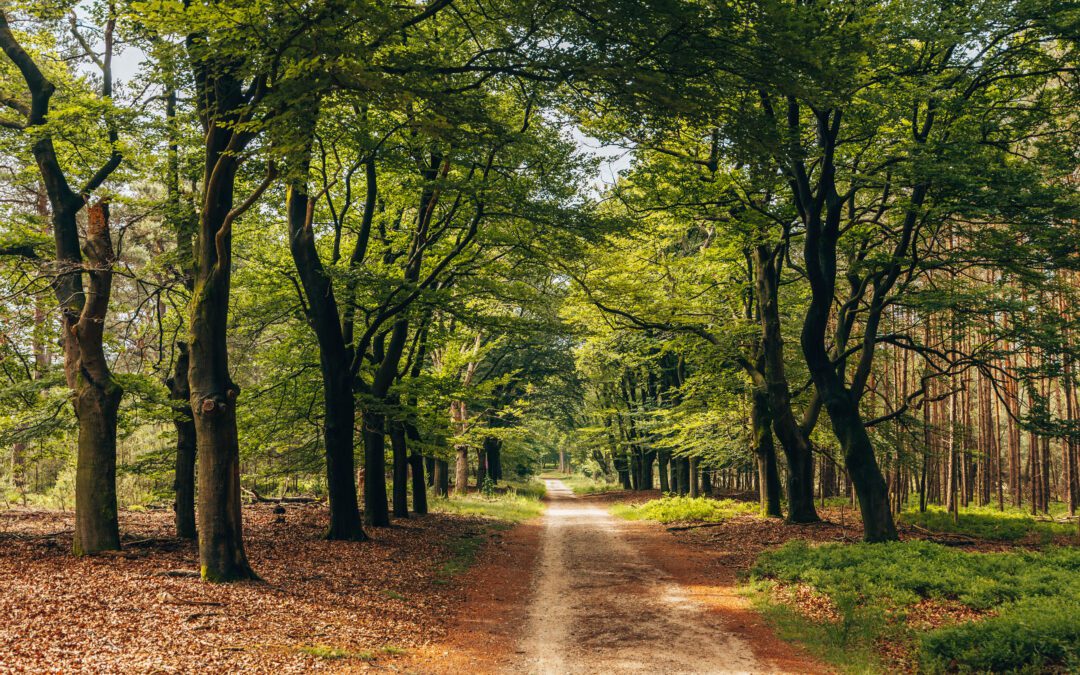 Veluws Rondje Rozendaalse Bos