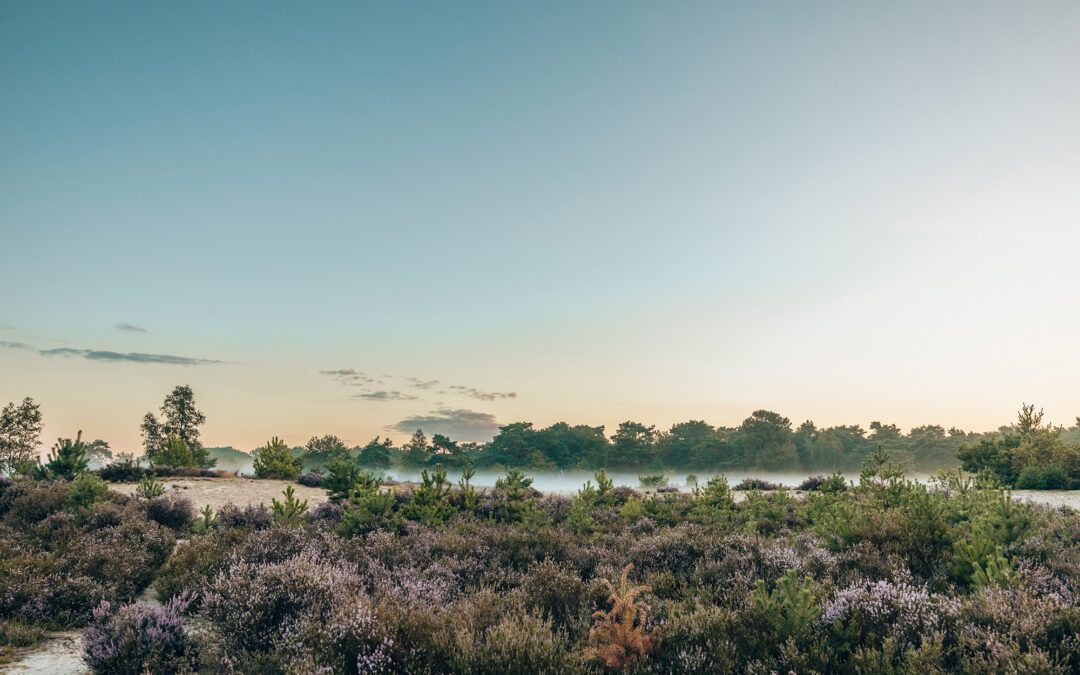 8 heidewandelingen in Noord-Brabant 