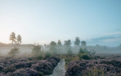 7 heidewandelingen in Utrecht 