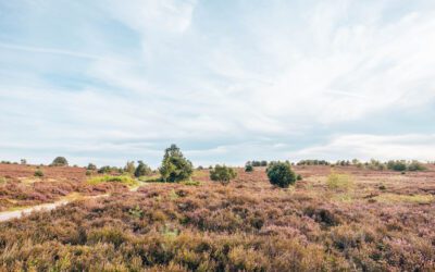 7 heidewandelingen in Overijssel 