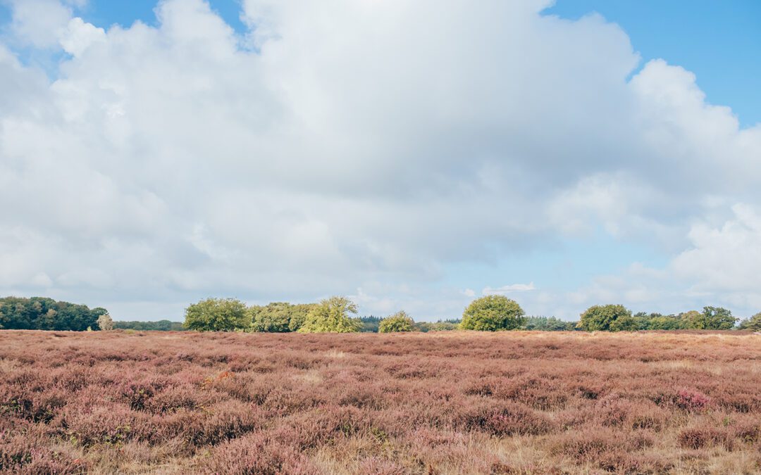 heide noord-holland