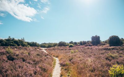 9 heidewandelingen in Drenthe 