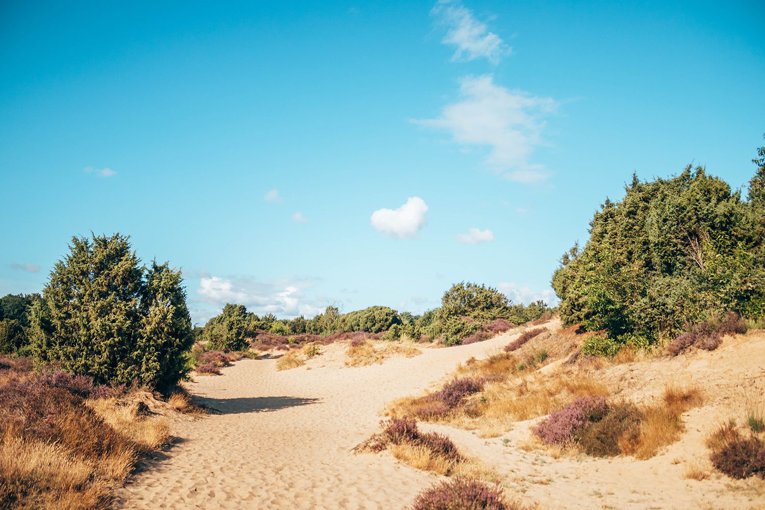 heidewandelingen Drenthe