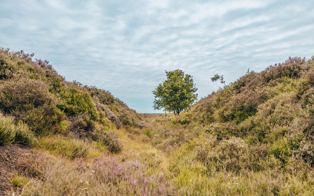 Boswachterspad Balloërveld 