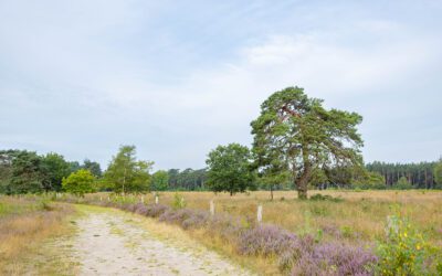 Komootroute over de Gorsselse Heide 