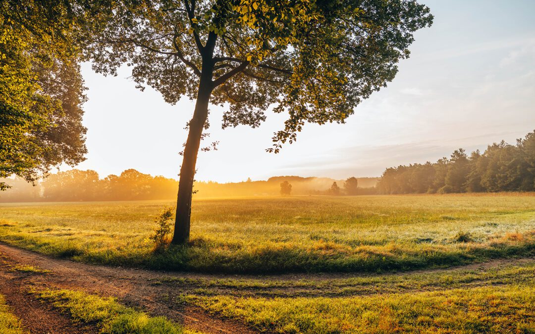 kienveen