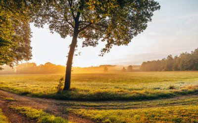 Komootroute Landgoed Velhorst, Kienveen en Grote Veld 