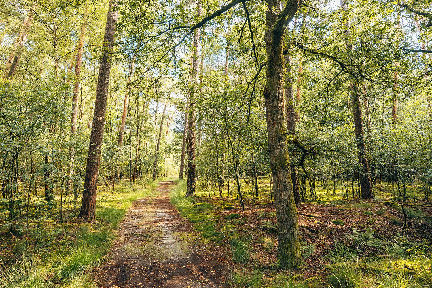 kienveen