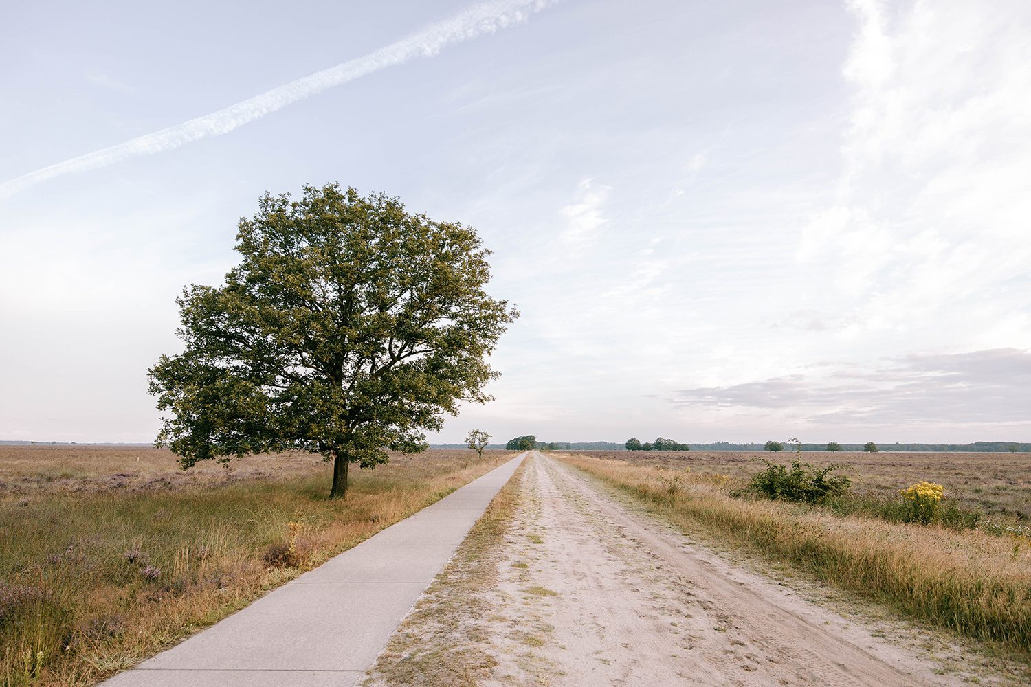 dwingeloosche heide