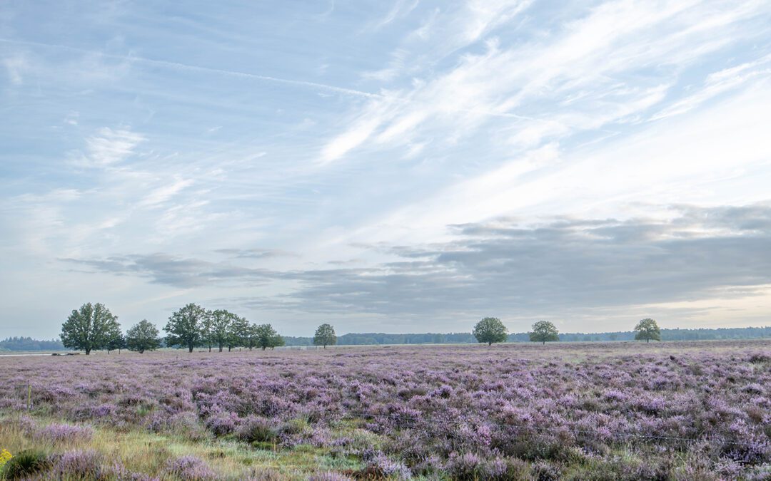 dwingeloosche heide