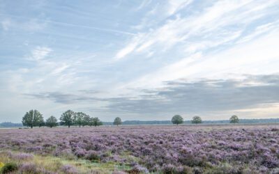 Komootroute Dwingeloosche Heide 