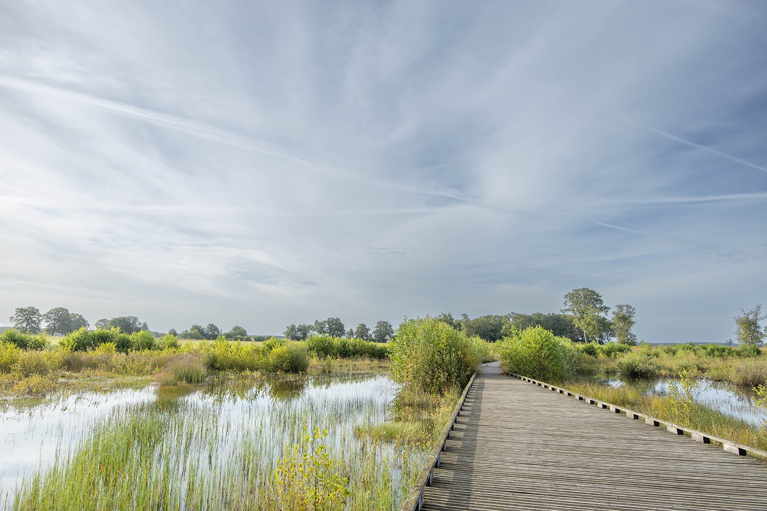 dwingeloosche heide