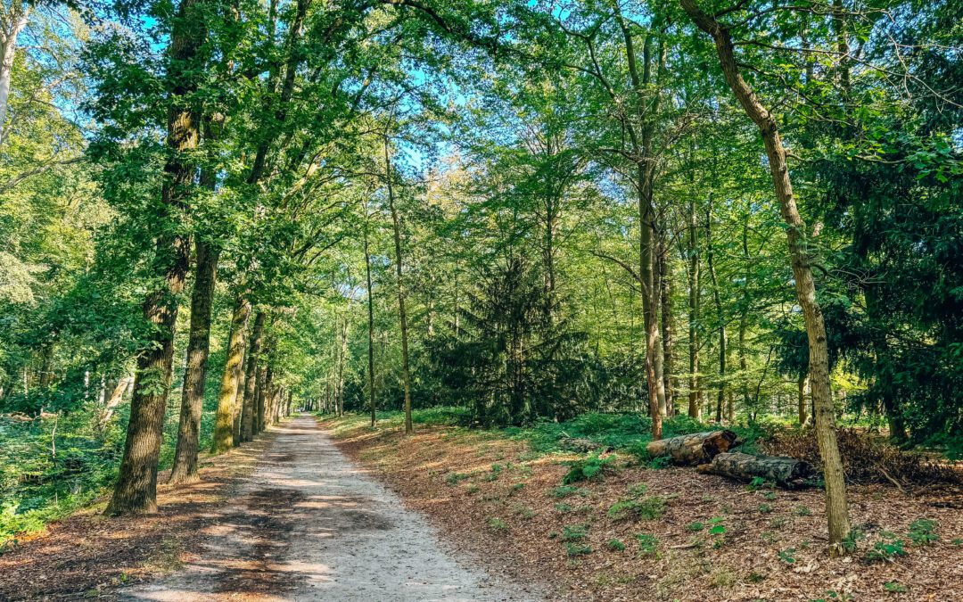 Witte wandelroute Landgoed Houdringe 