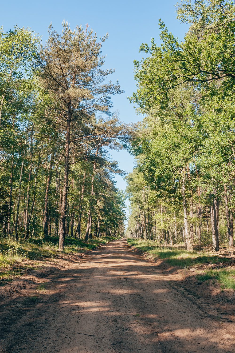 wandelen leuvenumse bossen