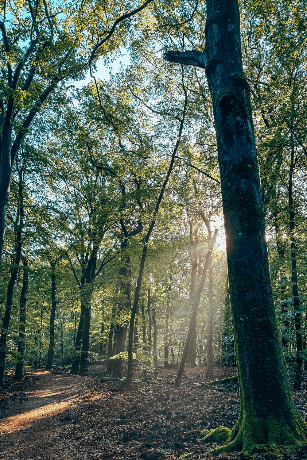 wandelen leuvenumse bossen