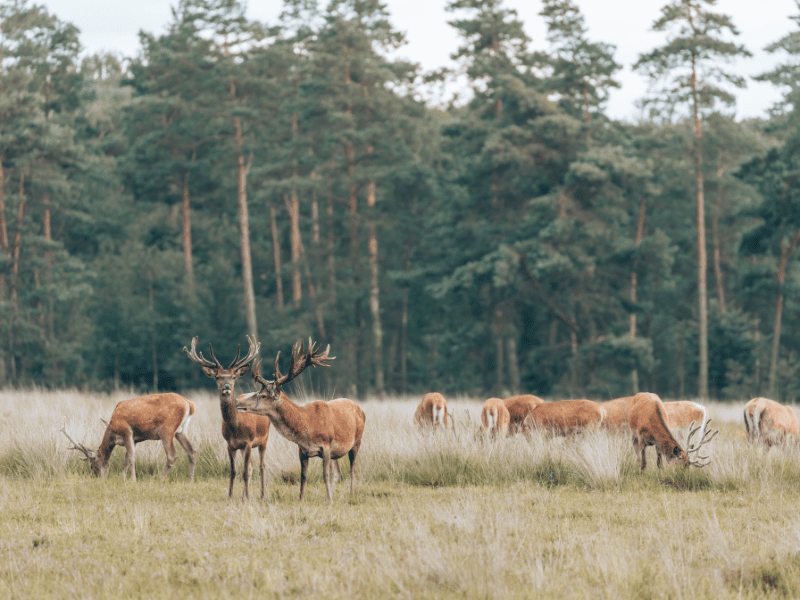 Ebook Ontdek de wandelpaden van de Veluwe