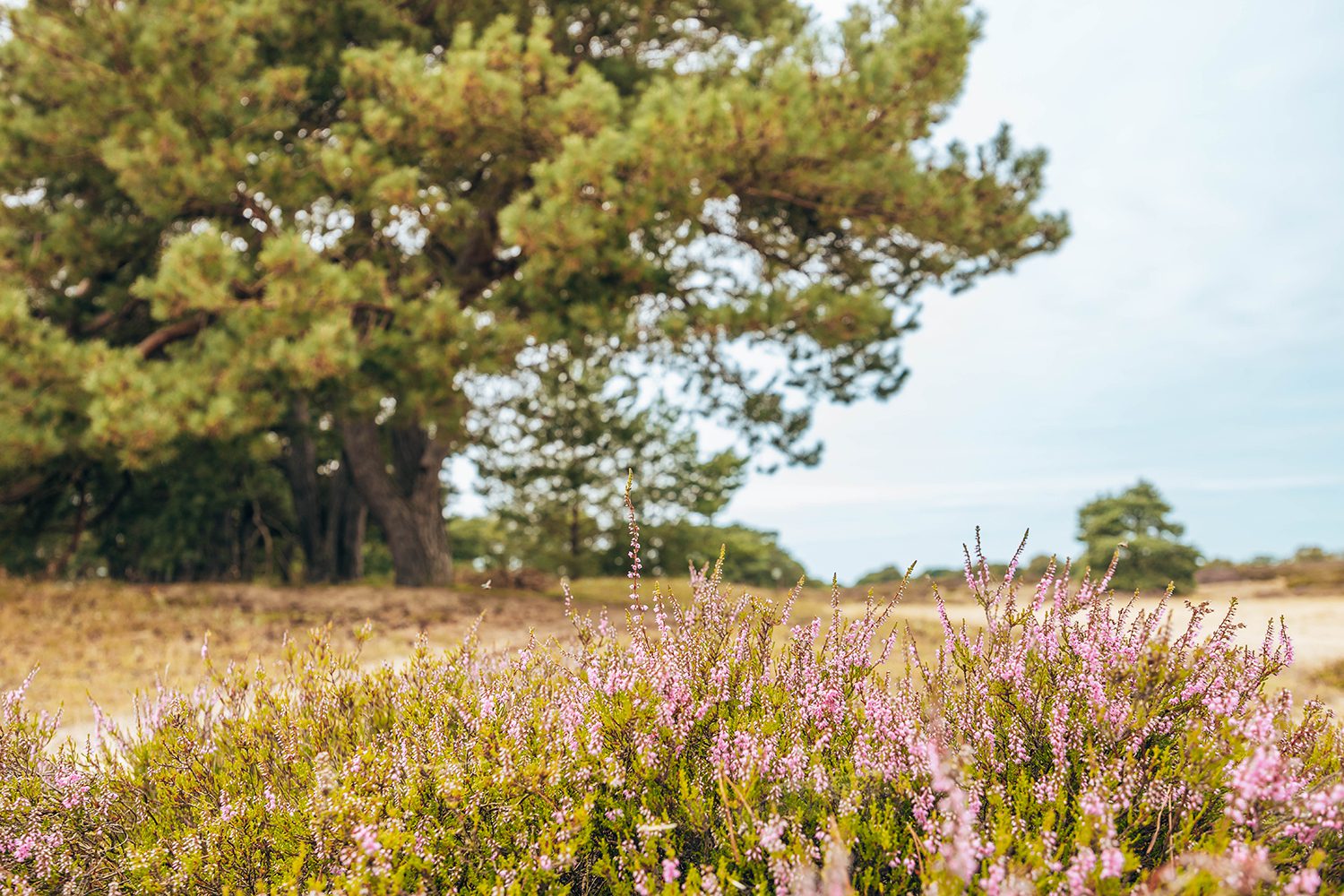 wandelen drentsche Aa