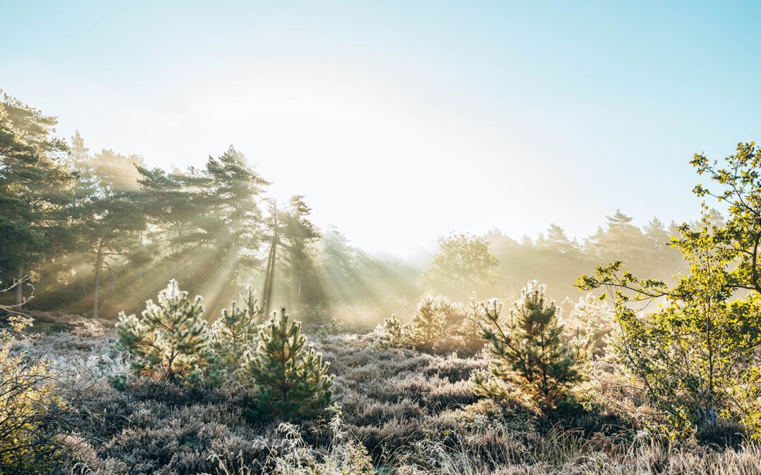 Grote bos- en duinroute