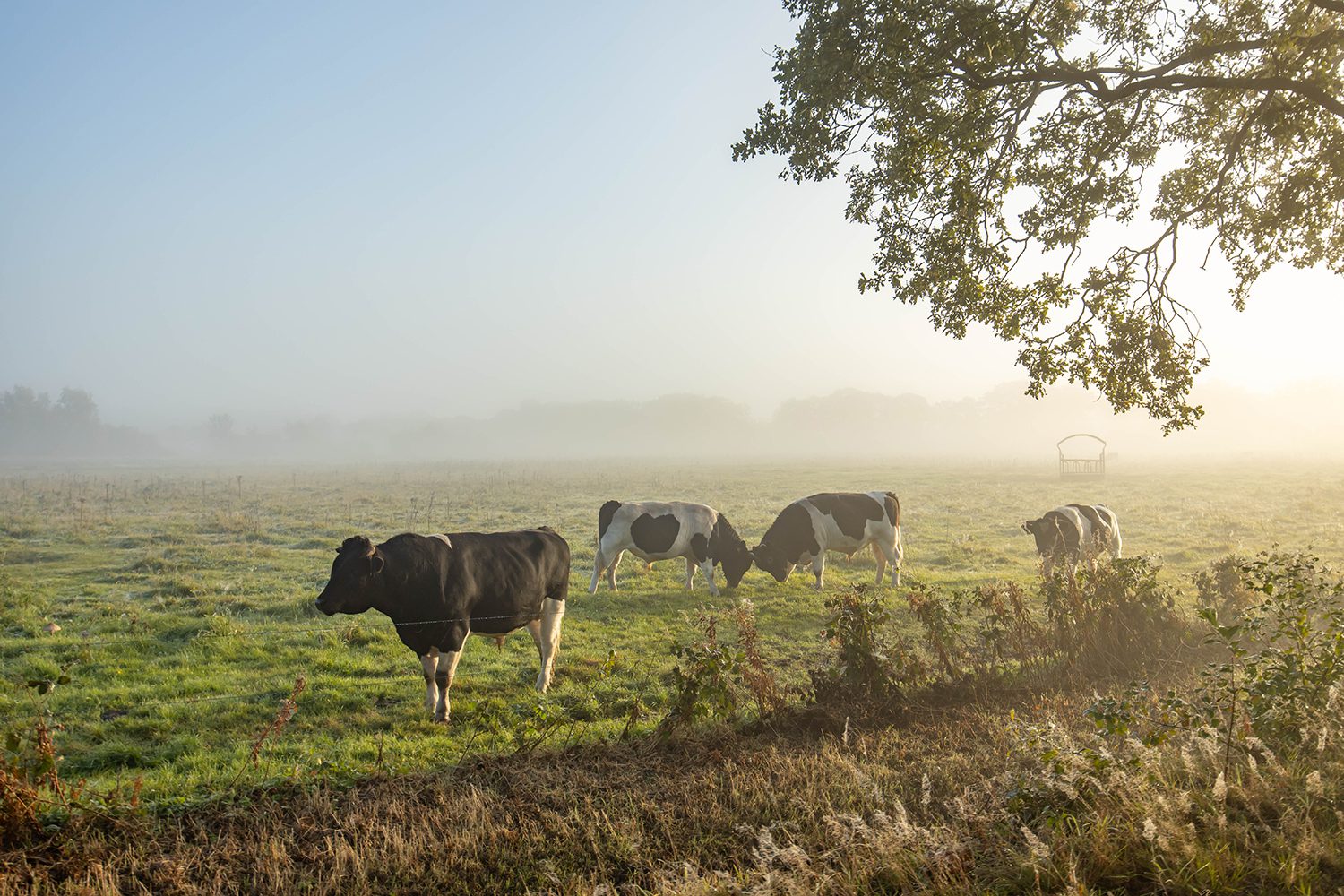 Boswachterspad Oudemolense Diep