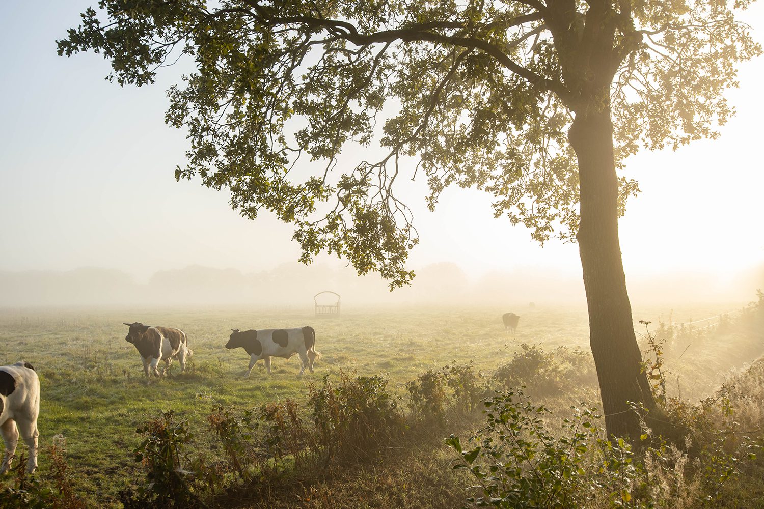 wandelen Drentsche Aa