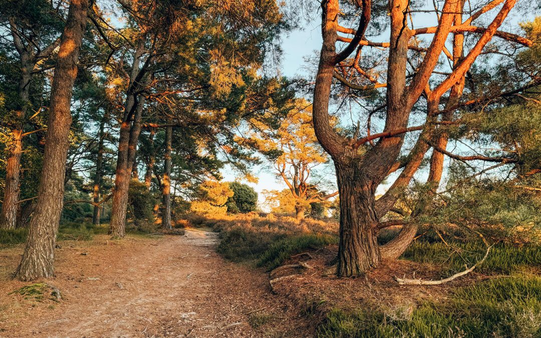 wandelroute drouwenerzand