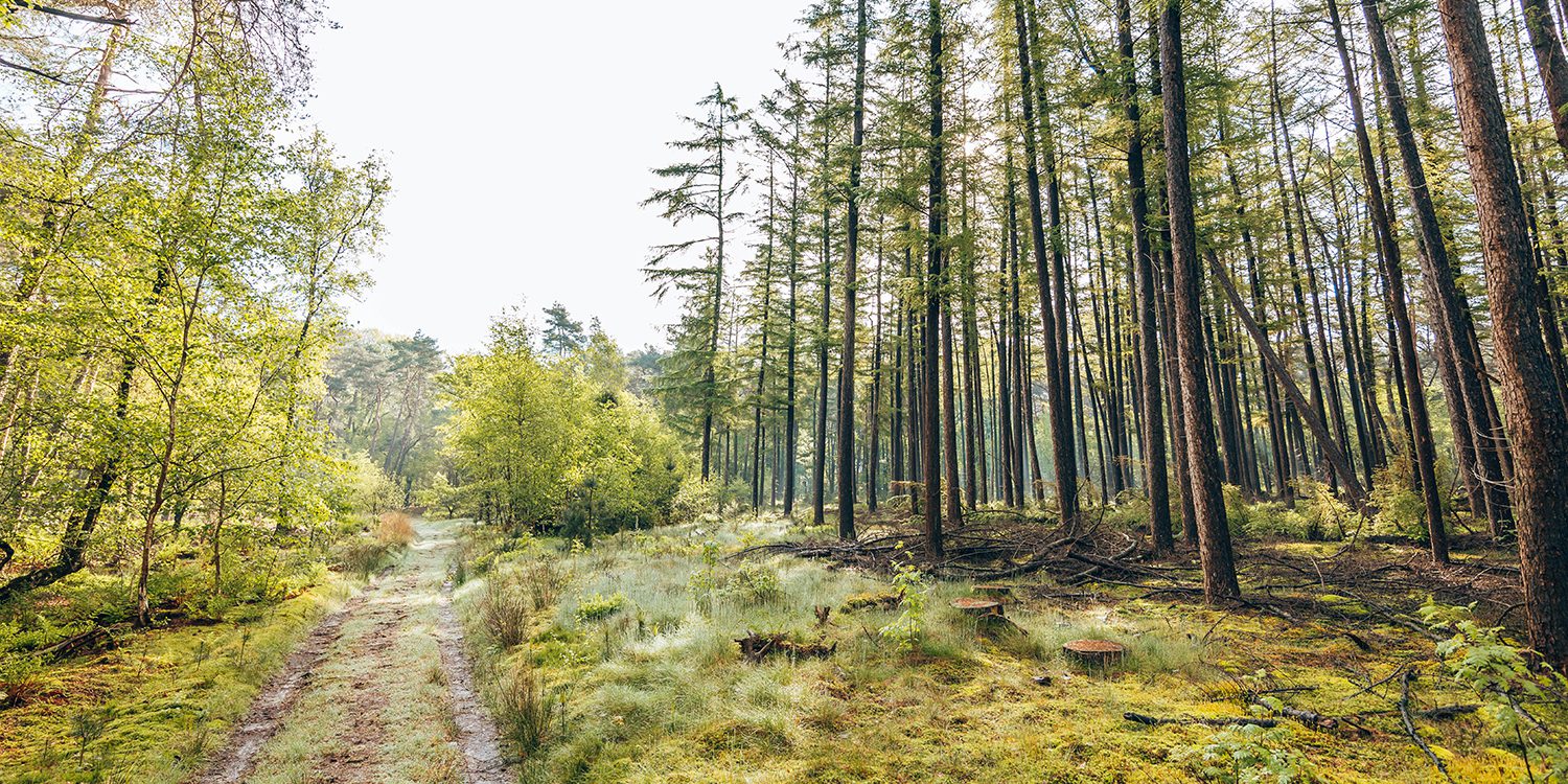 wandelen op de Utrechtse Heuvelrug