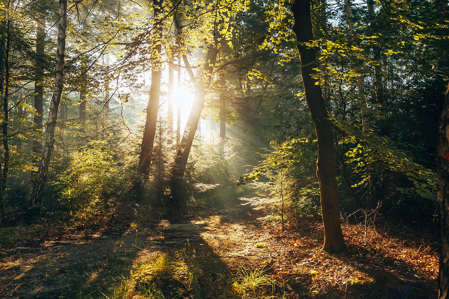 Wandelen bij Ommen