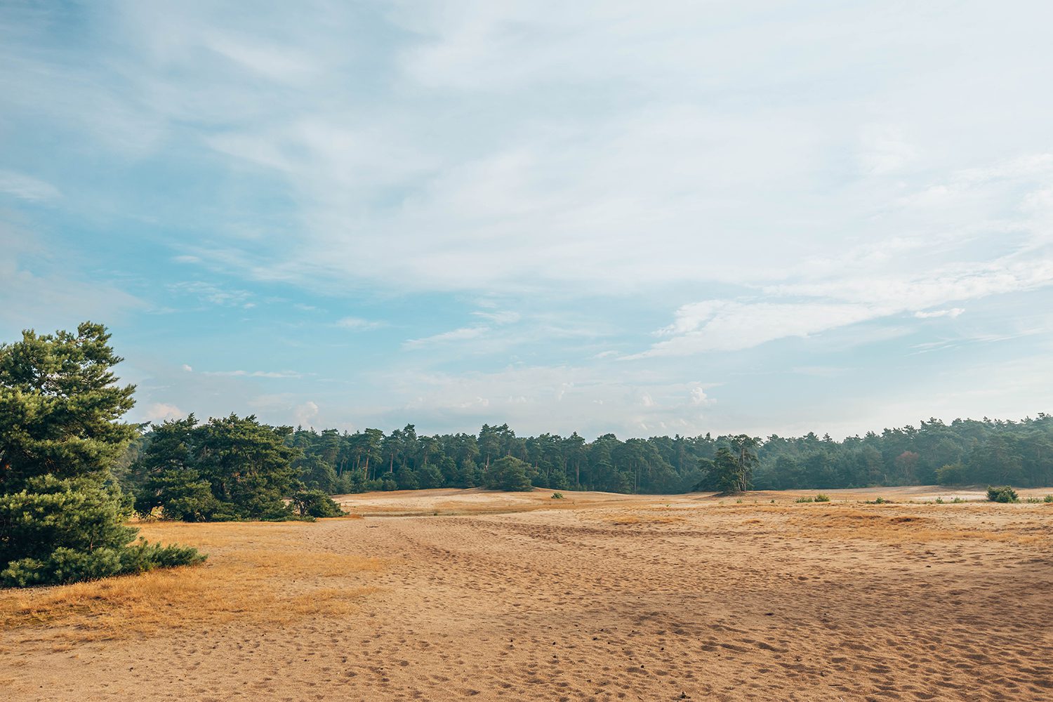 Wandelen bij Ommen