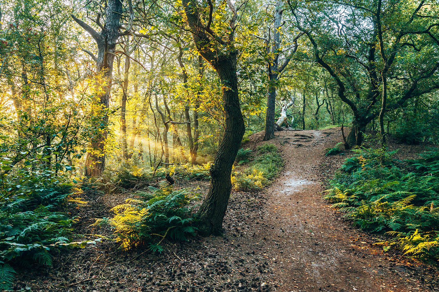 Wandelen bij Ommen