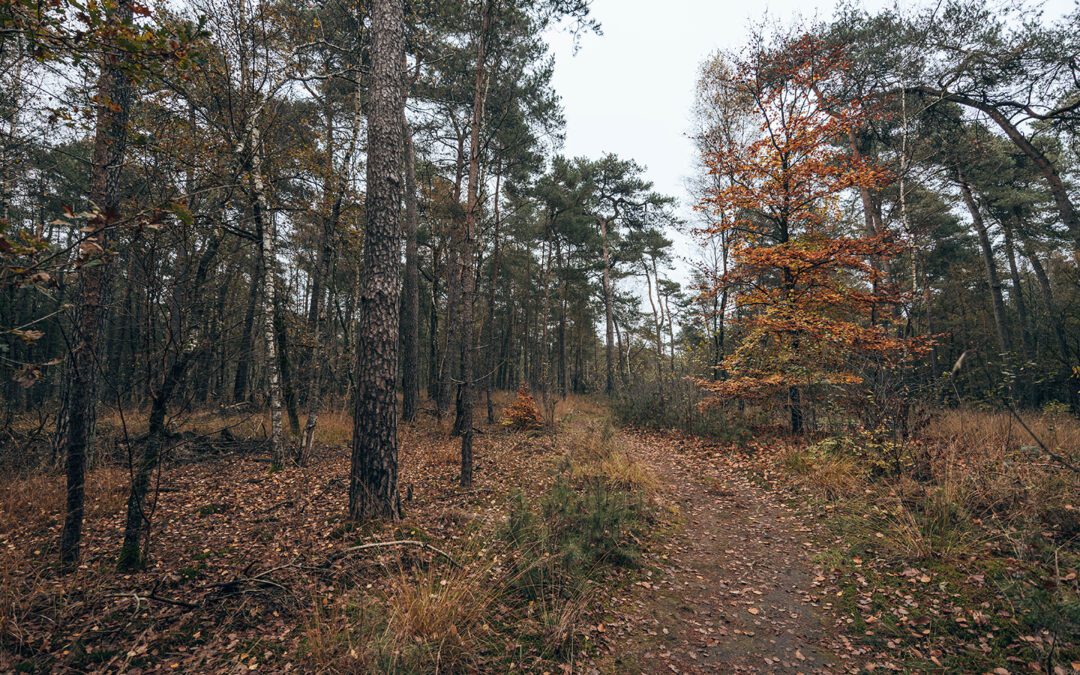 Komootroute Grote Veld