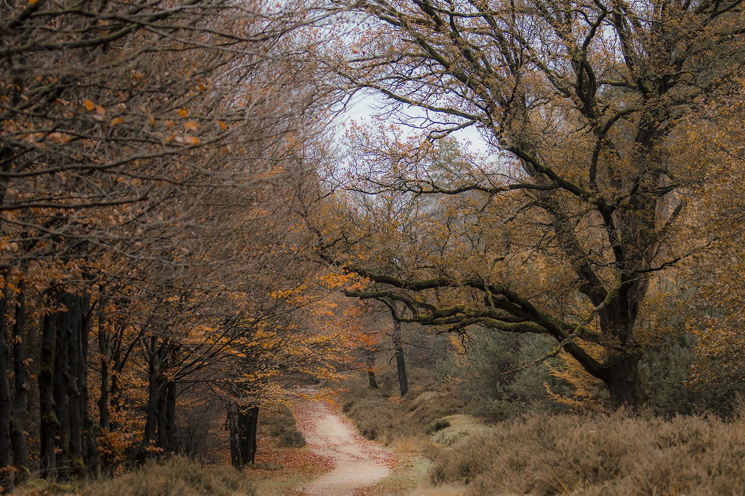 wandelen over de Amerongse Berg